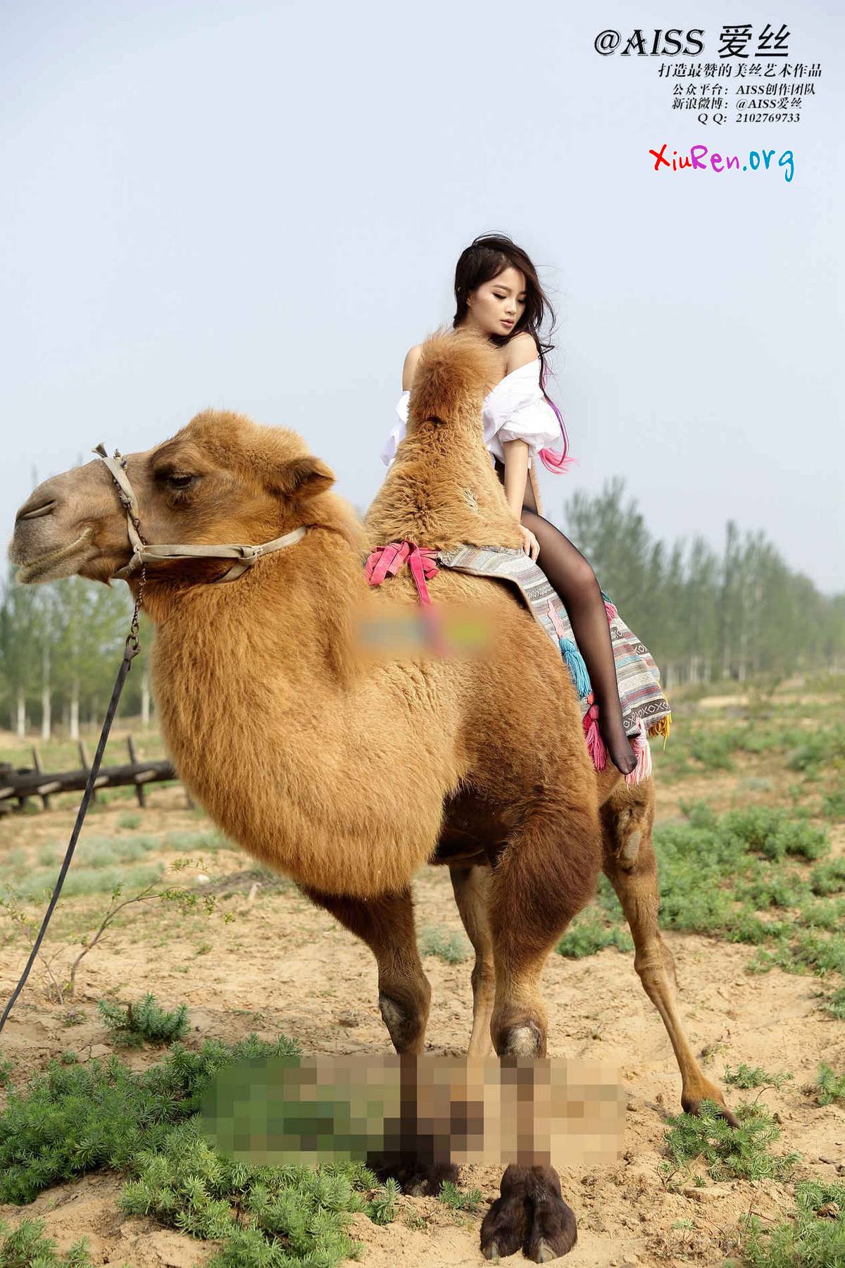 AISS爱丝第33期 妩媚模特美女丝袜野外骑骆驼创意写真 95P